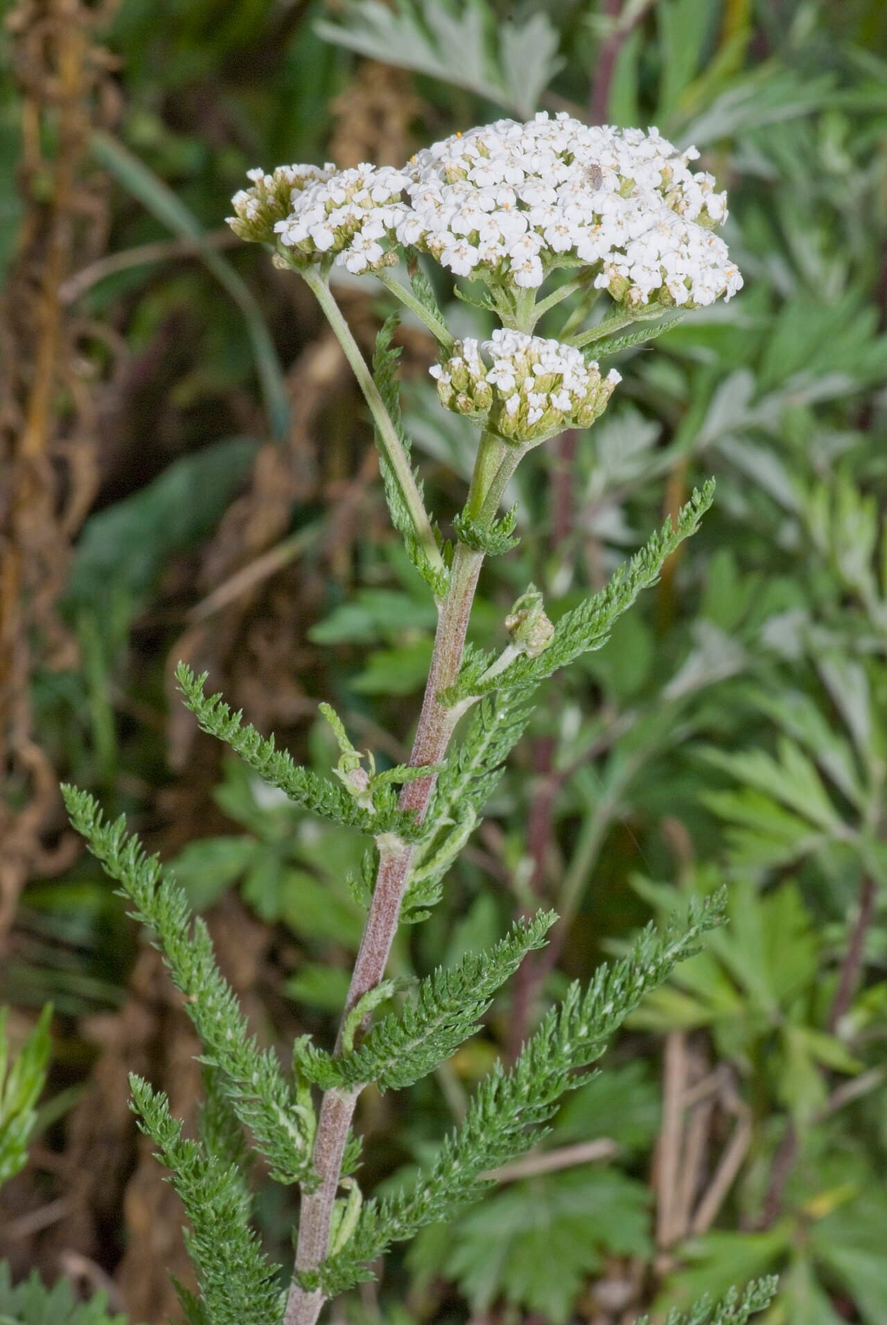 Achillée millefeuille