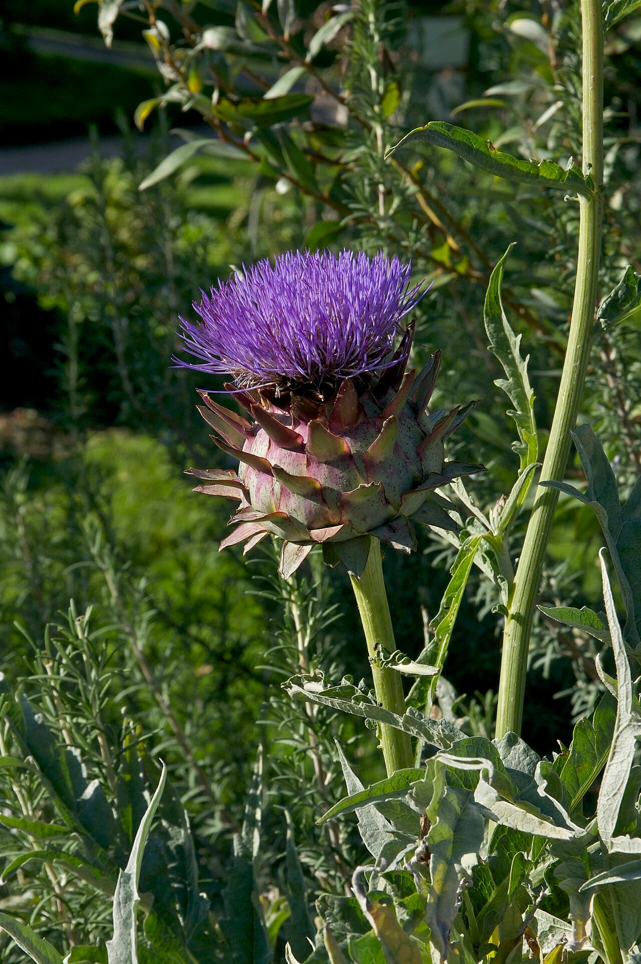 Plant d'artichaut (Cynara scolymus)