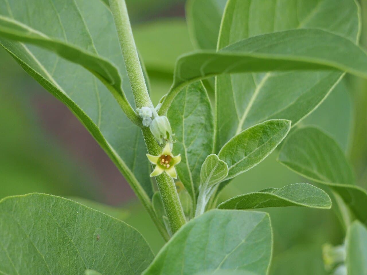Ashwagandha