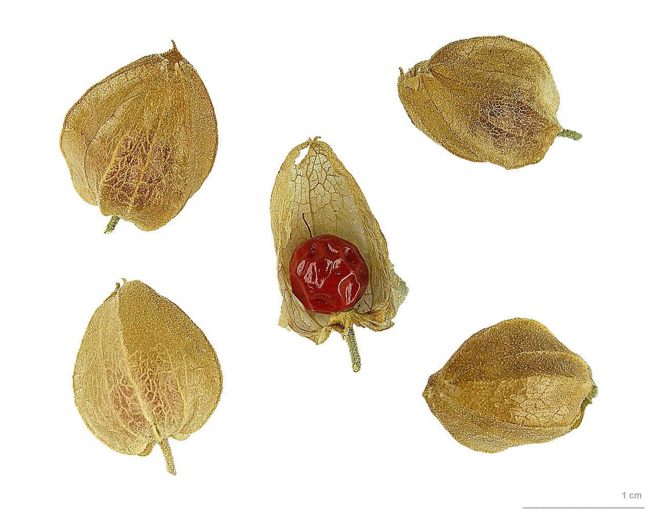 Plante d'ashwagandha (Withania somnifera)