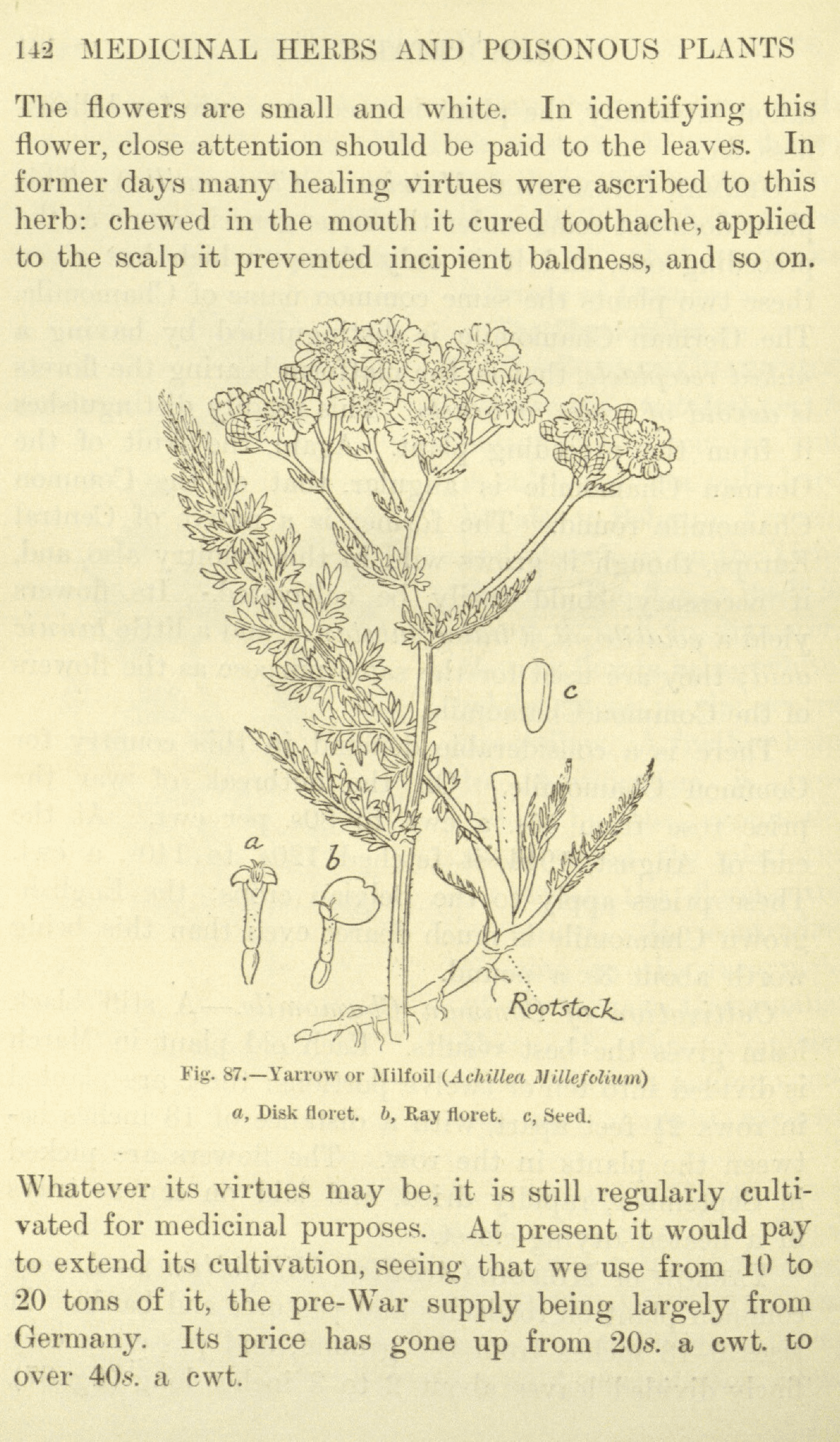 Astragale (Astragalus membranaceus) : modulation immunitaire documentée