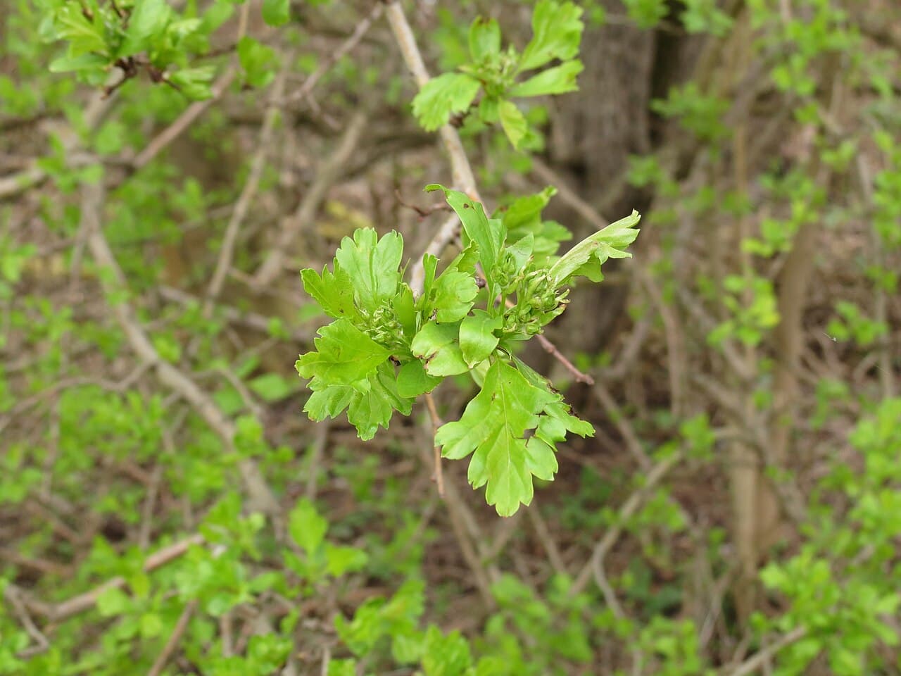 Aubépine