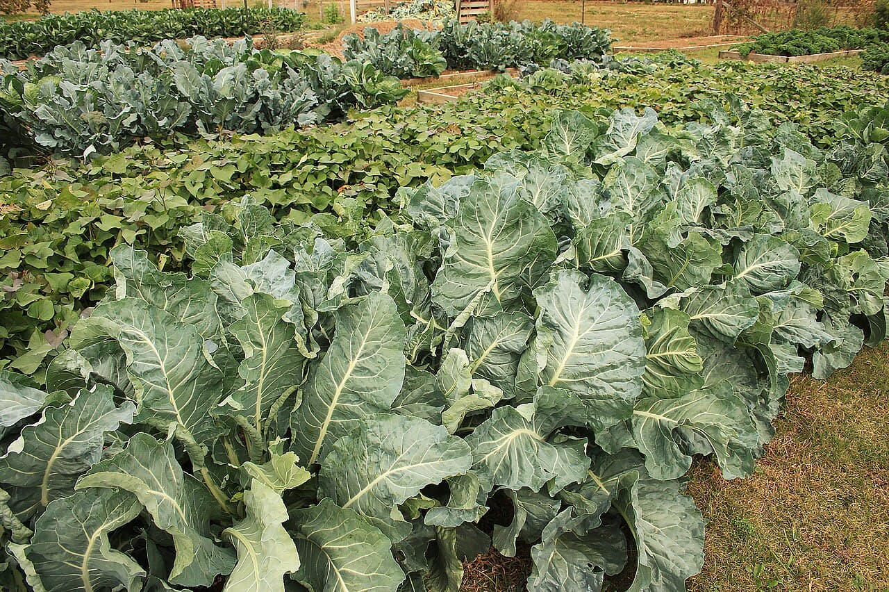 Légumes verts à feuilles, riches en folates