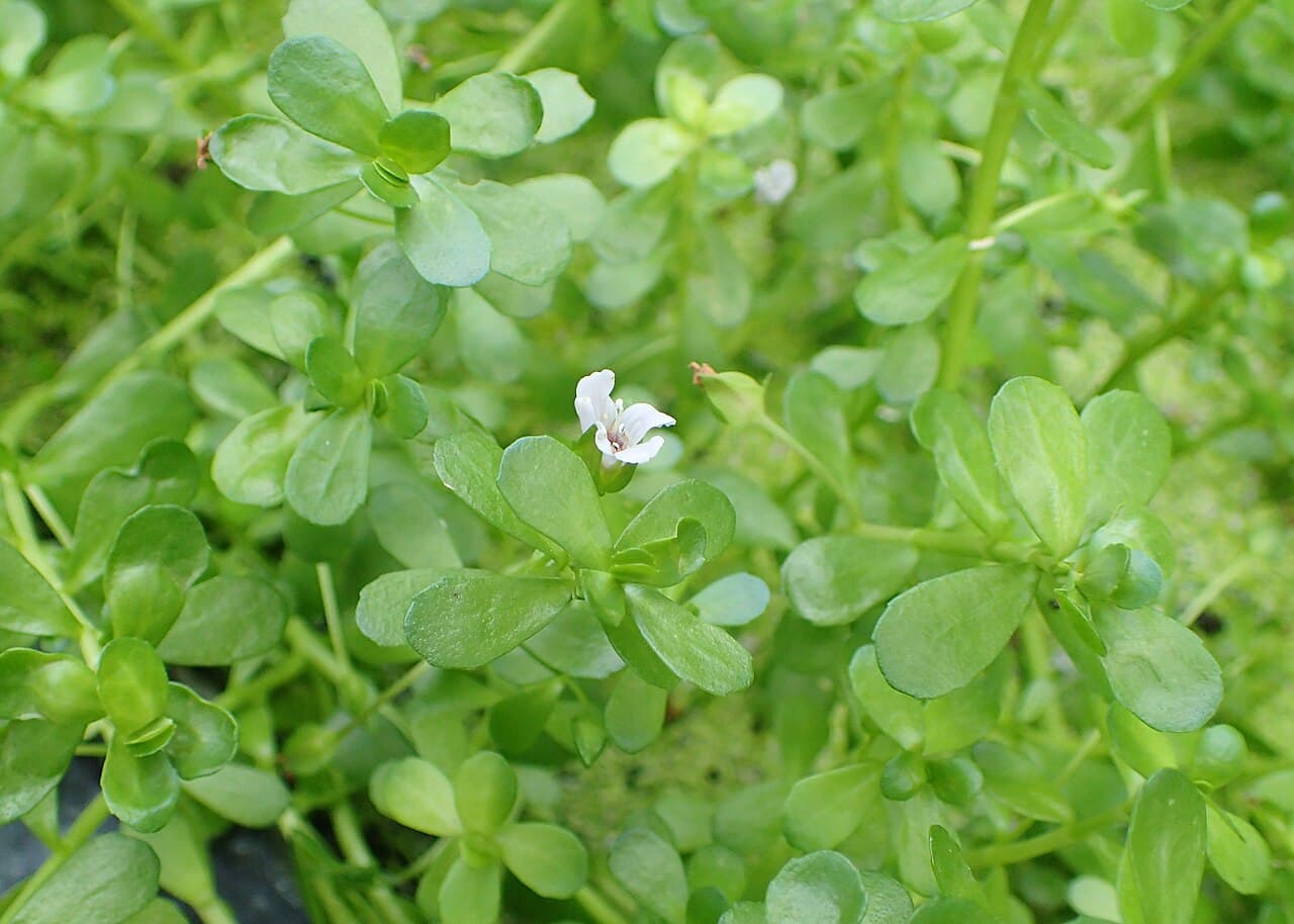 Bacopa monnieri : signal cognitif modeste mais documenté