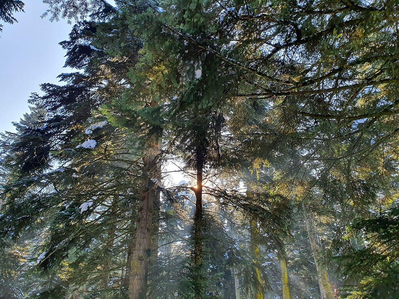 Bain de forêt (Shinrin-Yoku)