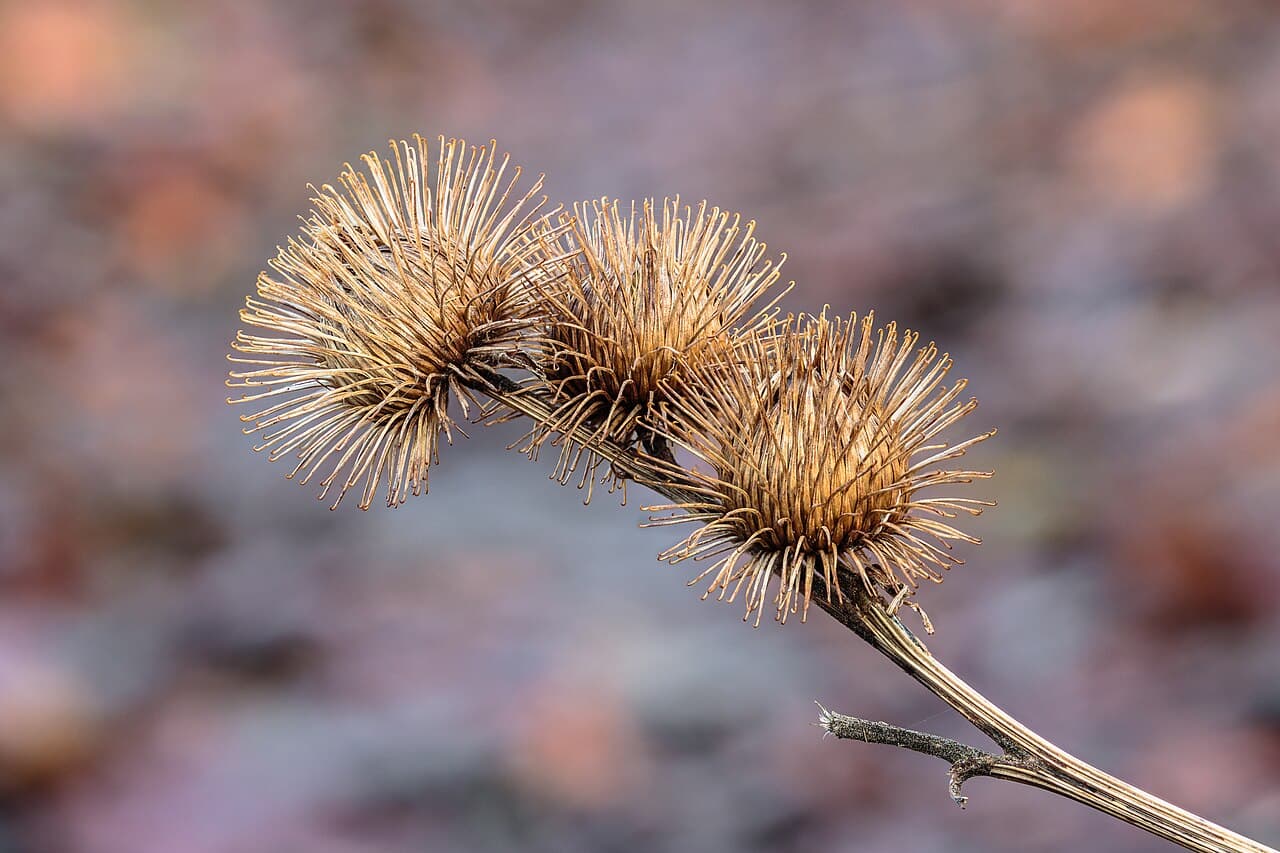 Bardane (Arctium lappa)
