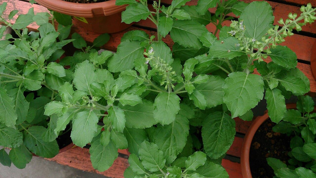 Basilic sacré (Tulsi)
