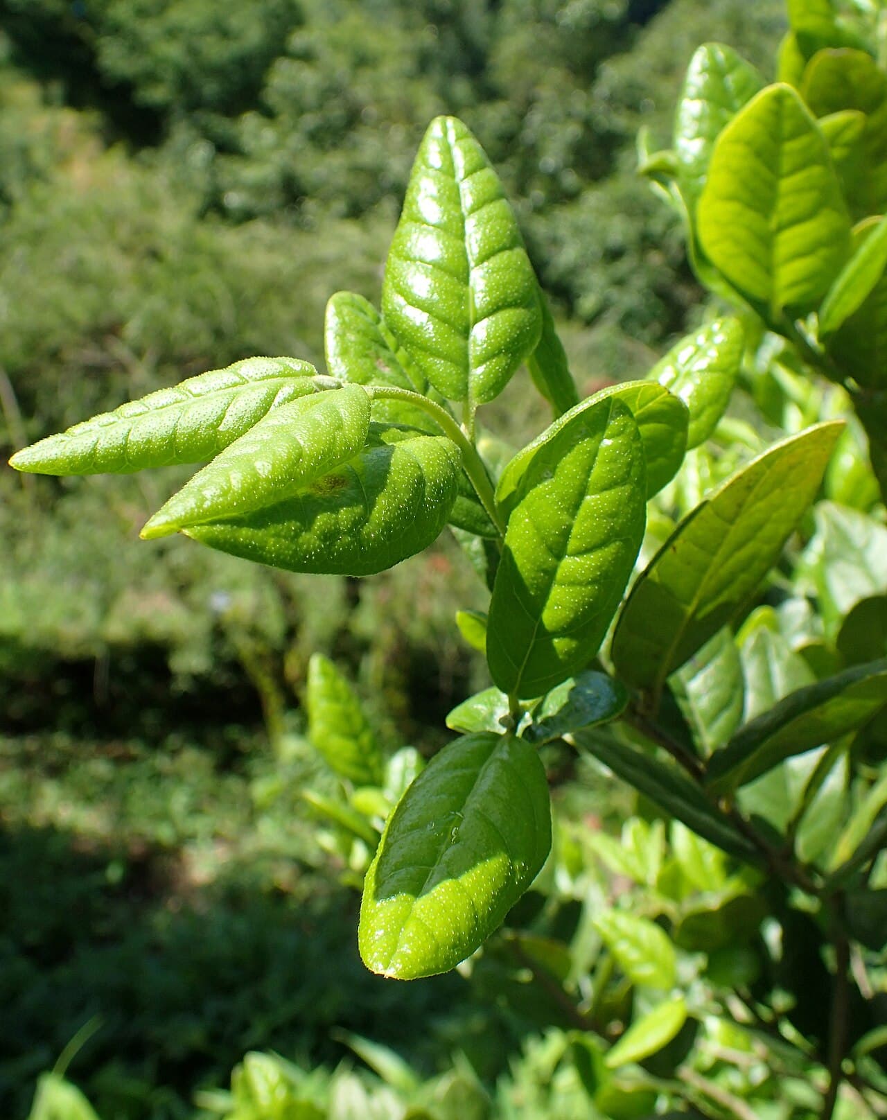 Feuilles de boldo (Peumus boldus)