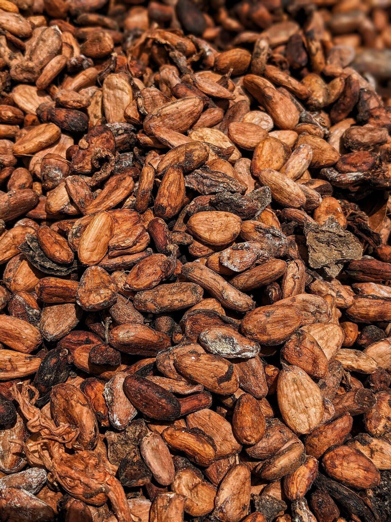 Fèves de cacao séchées