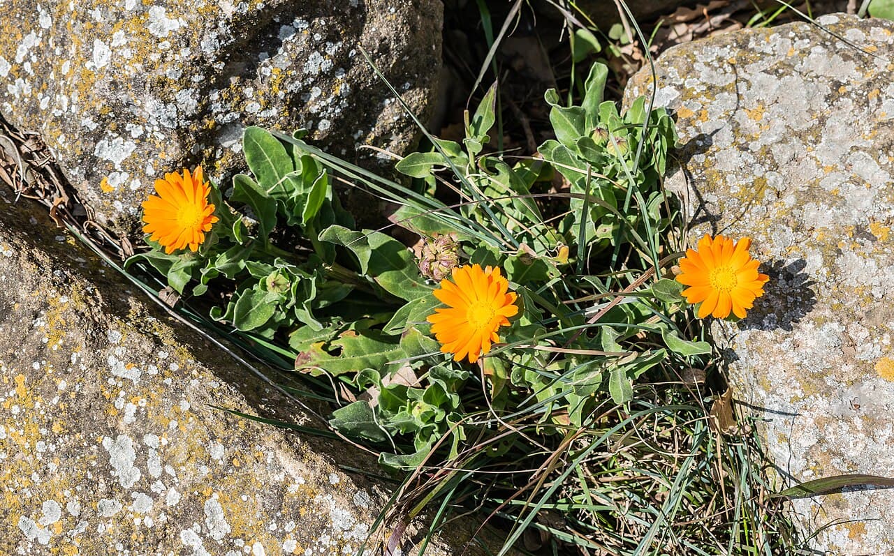 Calendula (souci)
