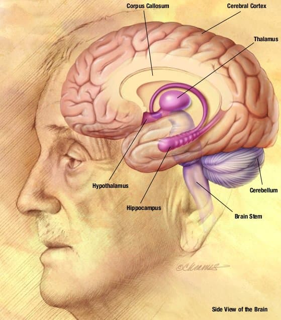 Illustration du cerveau humain