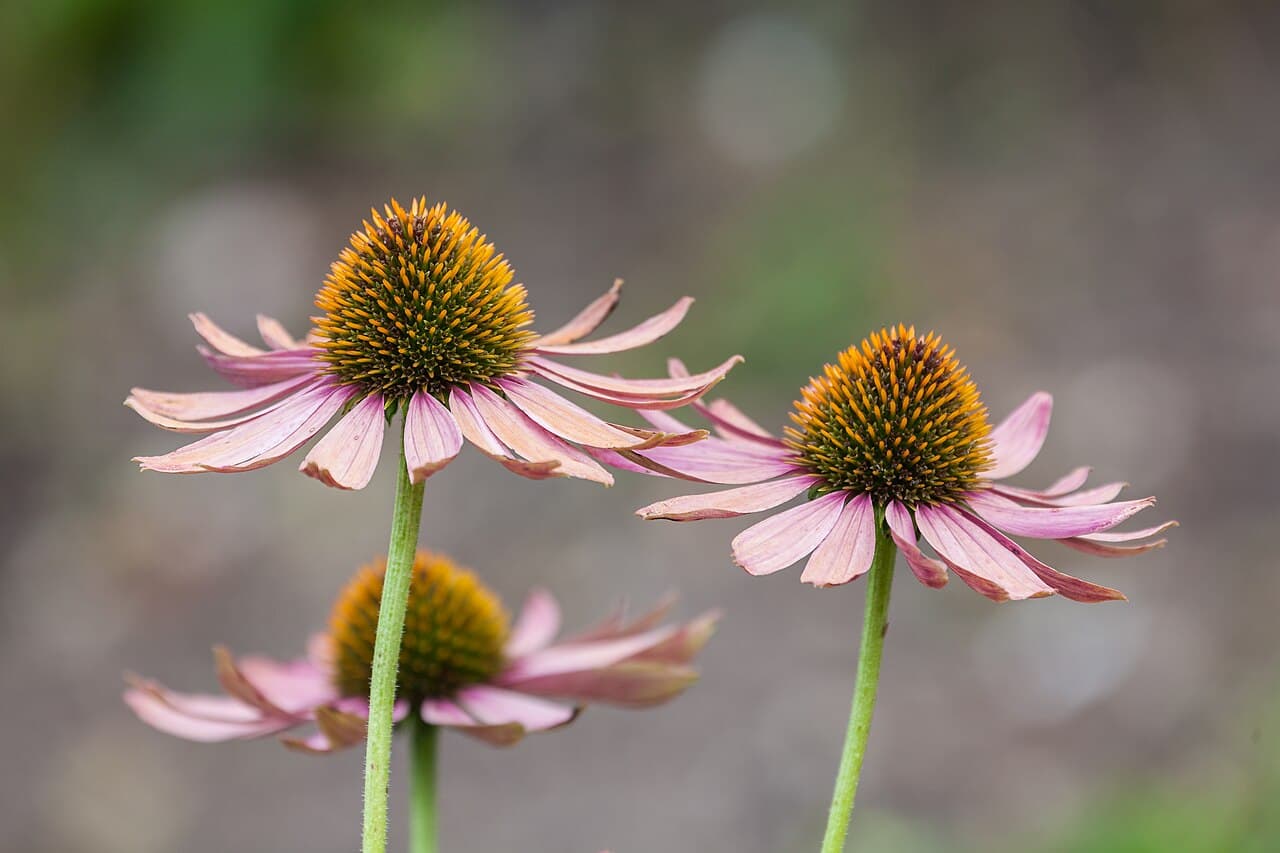 Échinacée pourpre, plante immunostimulante