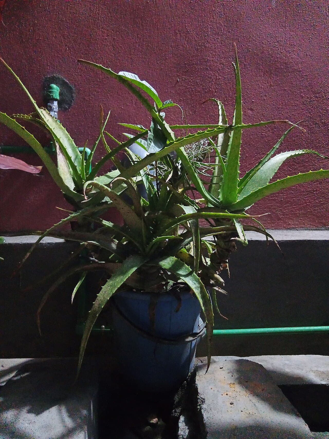 Aloe vera, plante pour la peau