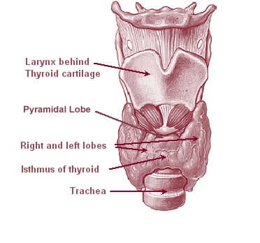 Glande thyroïde dans le cou