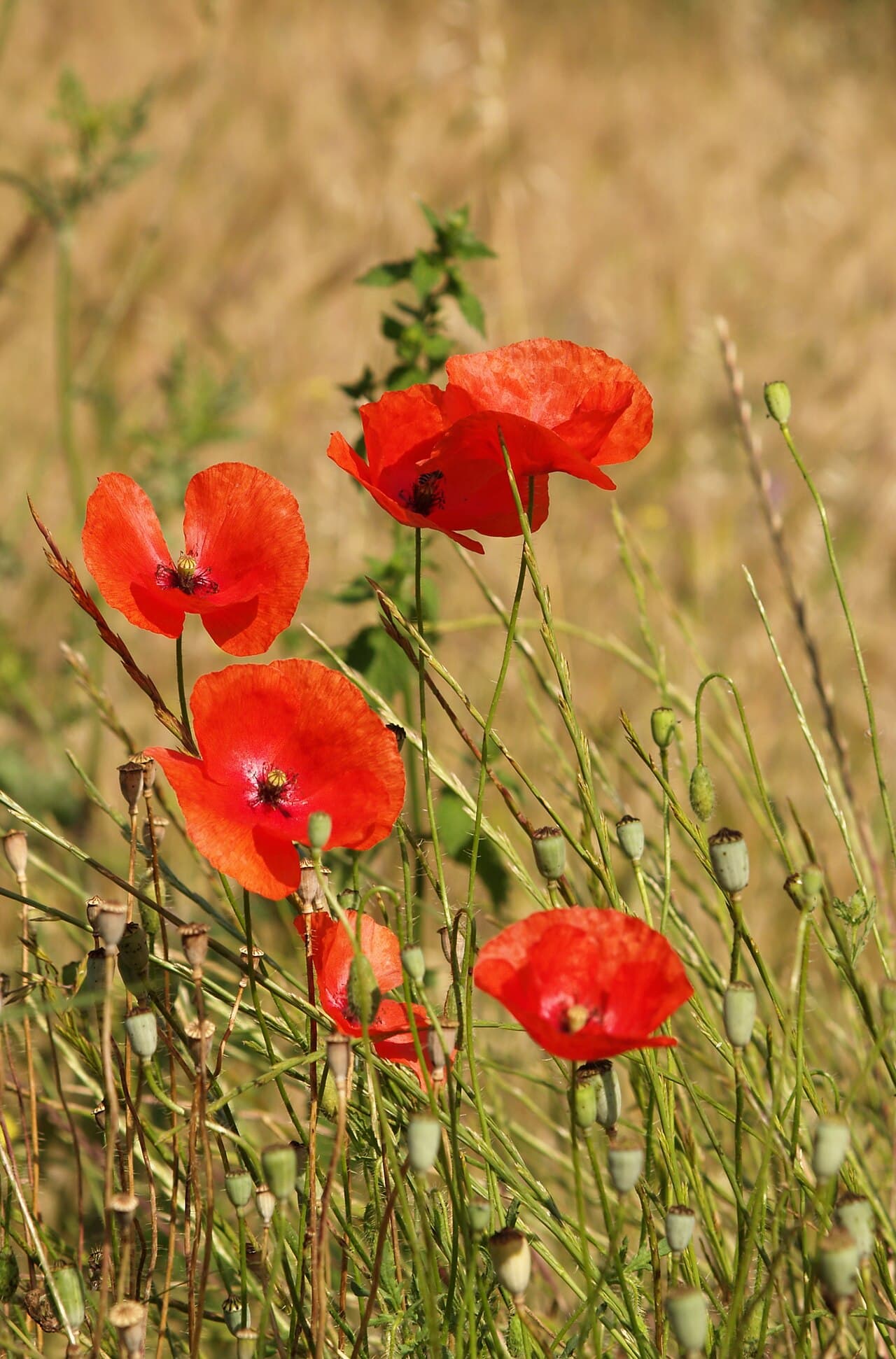 Coquelicot