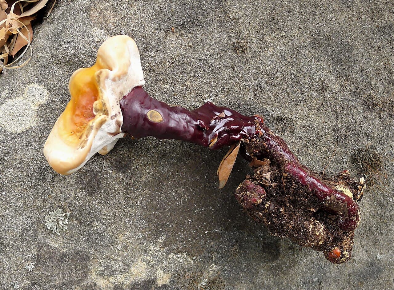 Champignon médicinal reishi (Ganoderma lucidum)