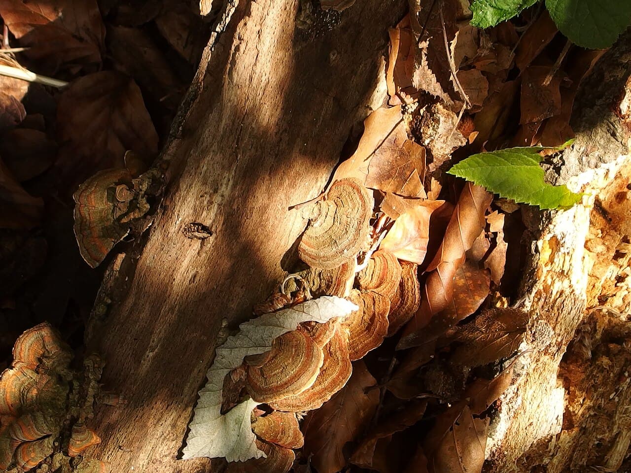 Cordyceps militaris : un effet réel sur la performance sportive ?