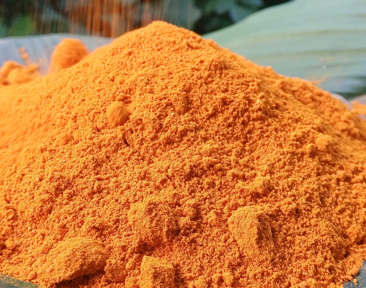 Curcuma : pourquoi la pipérine semblerait incontournable