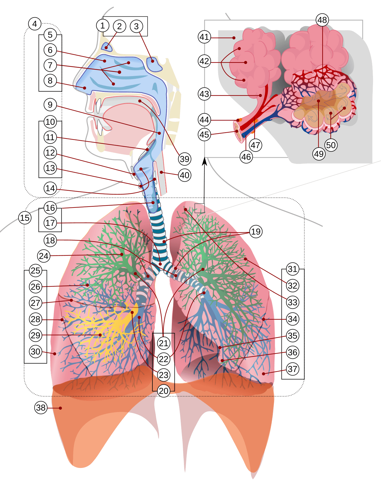 Schéma du système respiratoire
