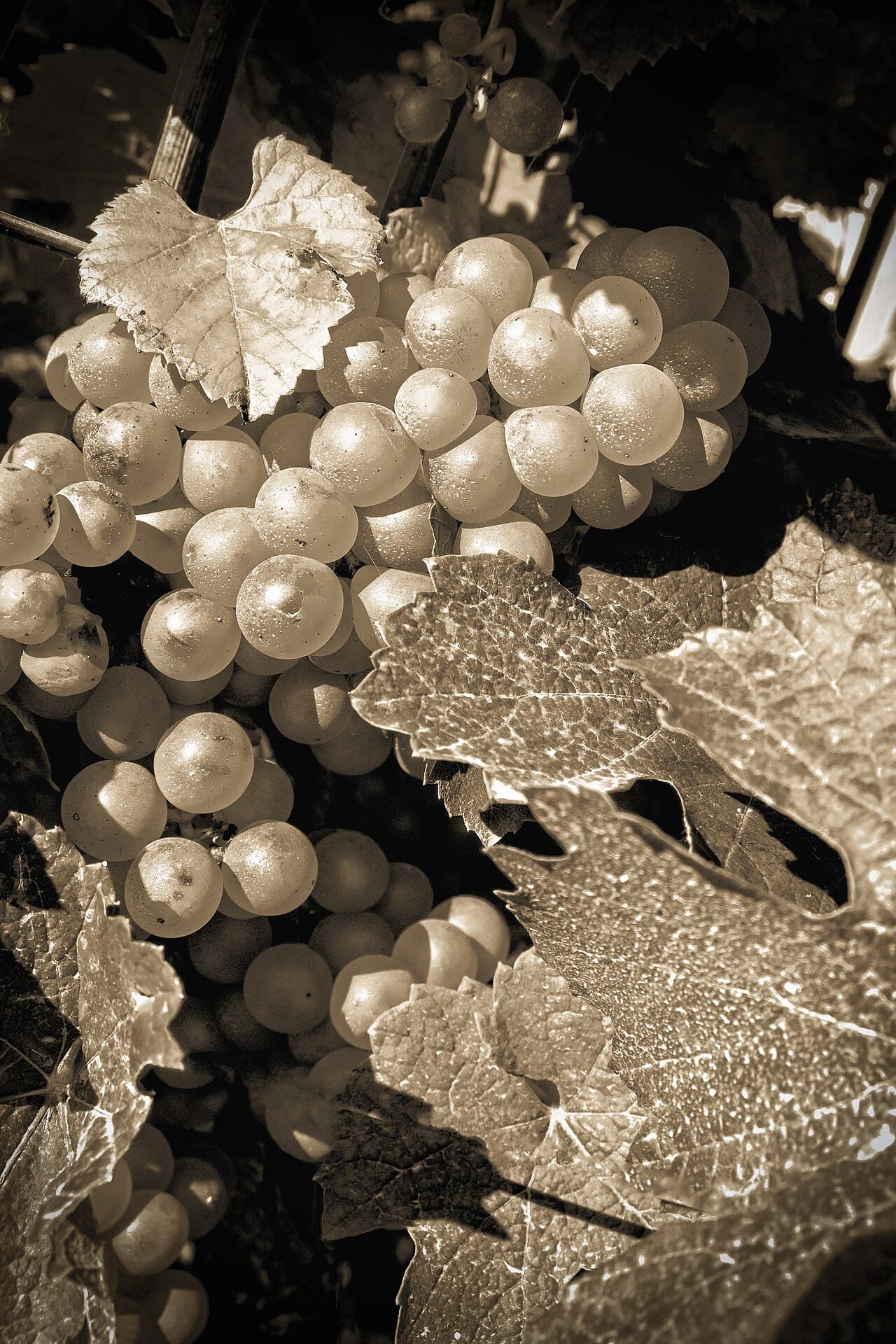 Grappes de raisin à l'automne