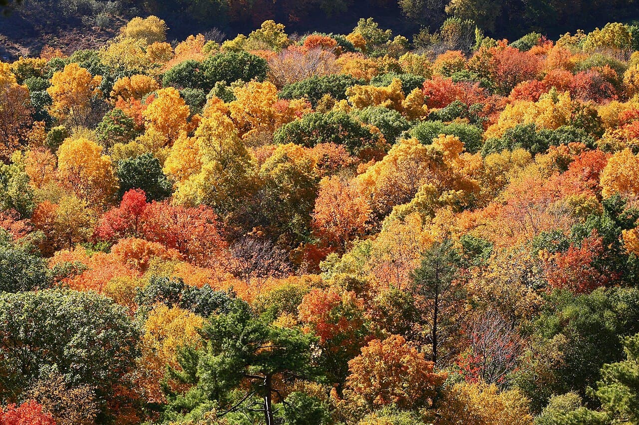 Feuilles d'automne en forêt