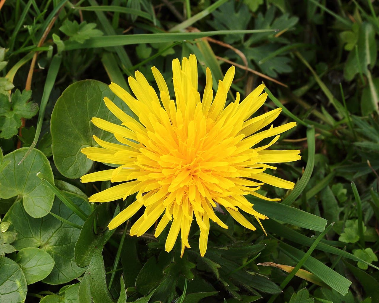 Pissenlit (Taraxacum officinale), plante détox du foie