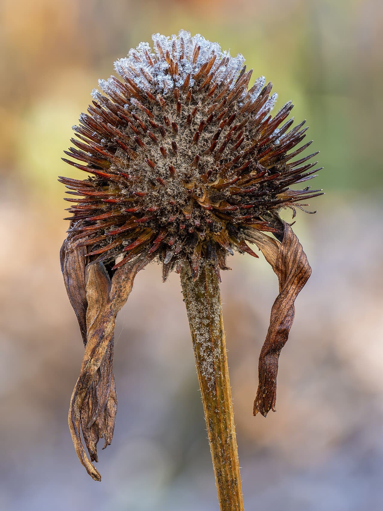 Échinacée pourpre