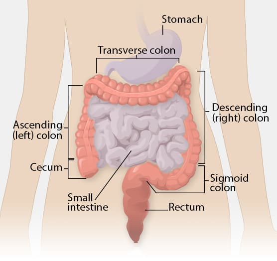 Anatomie du côlon et du gros intestin