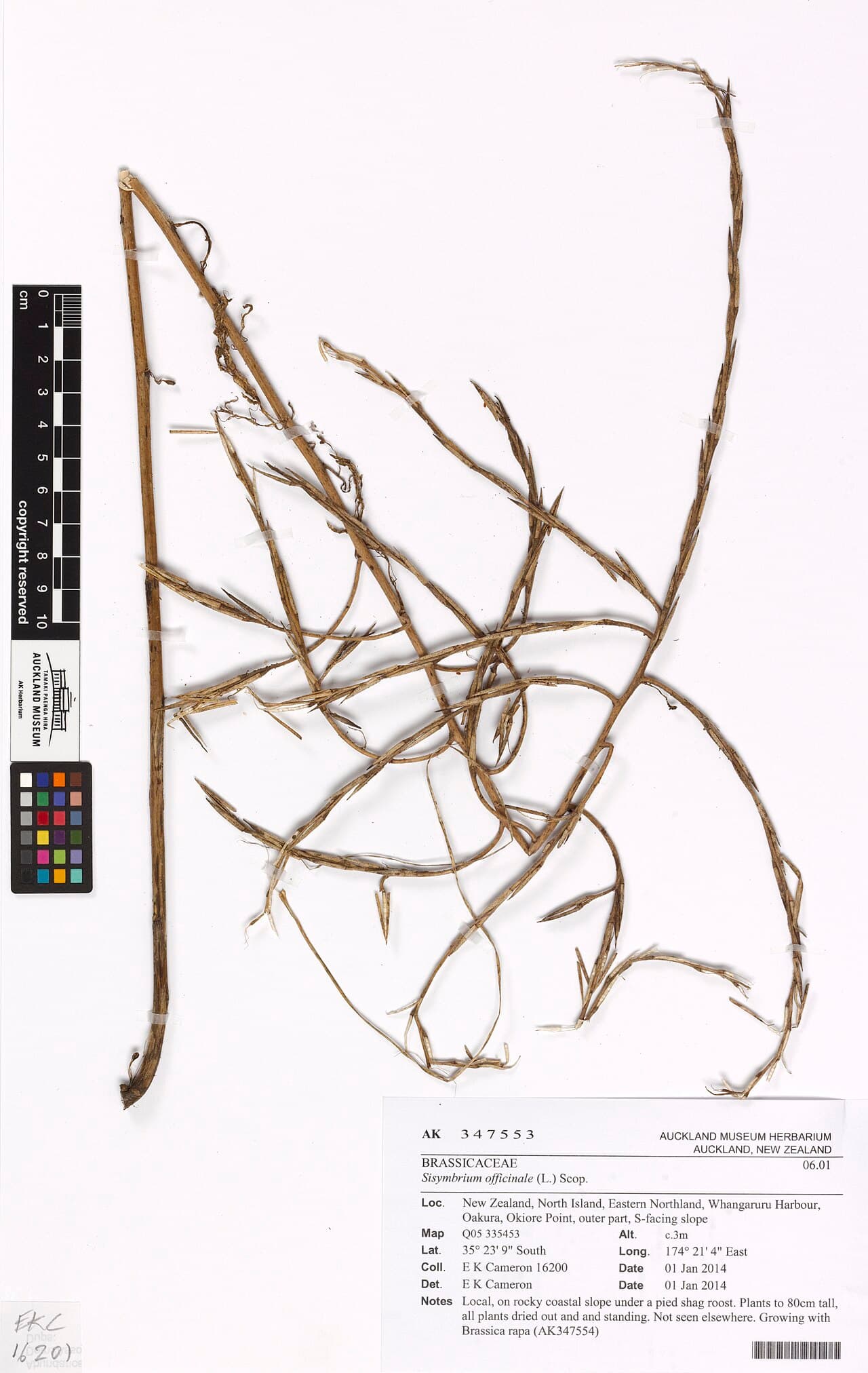 Érysimum