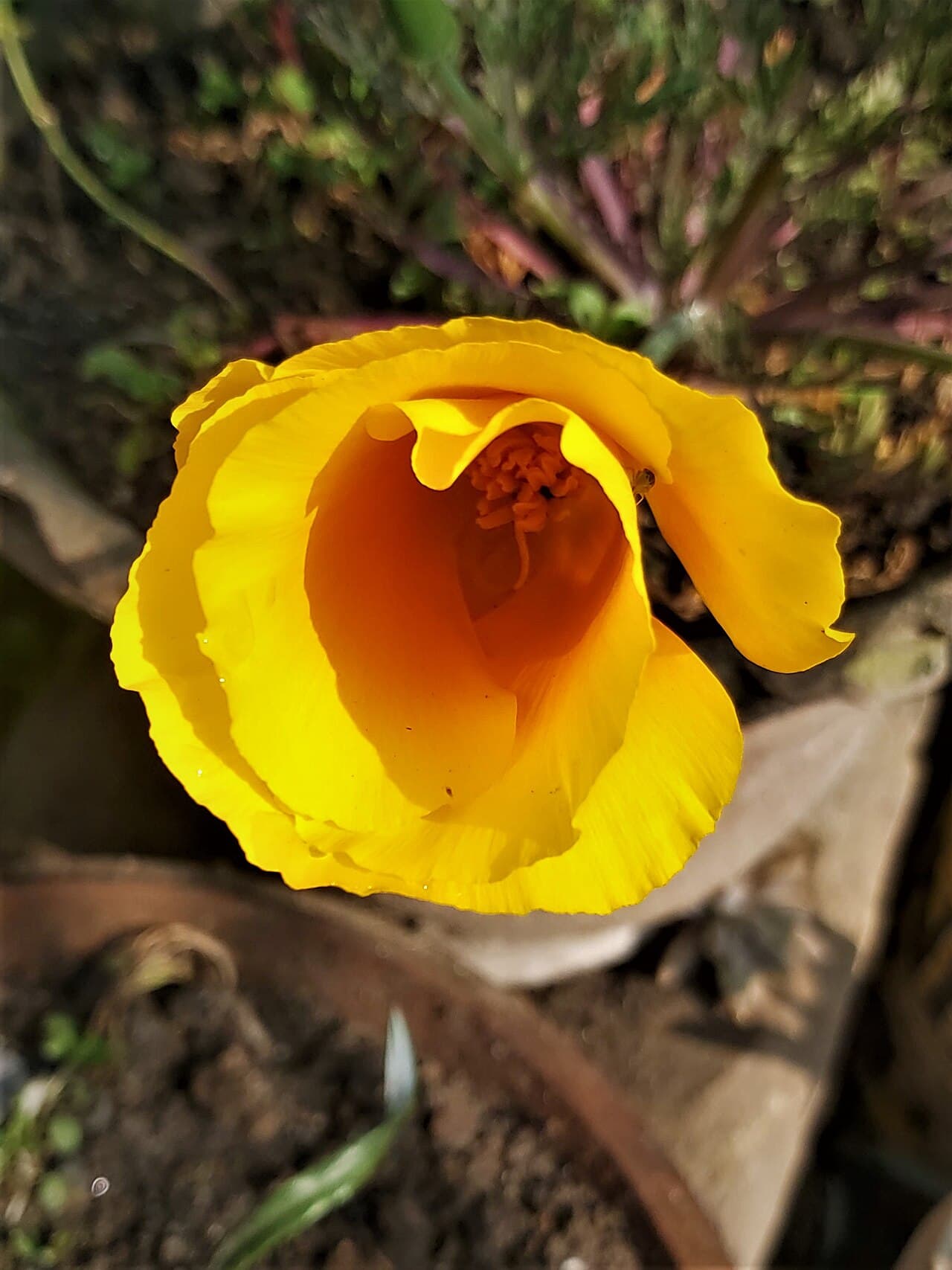 Eschscholtzia (pavot de Californie)