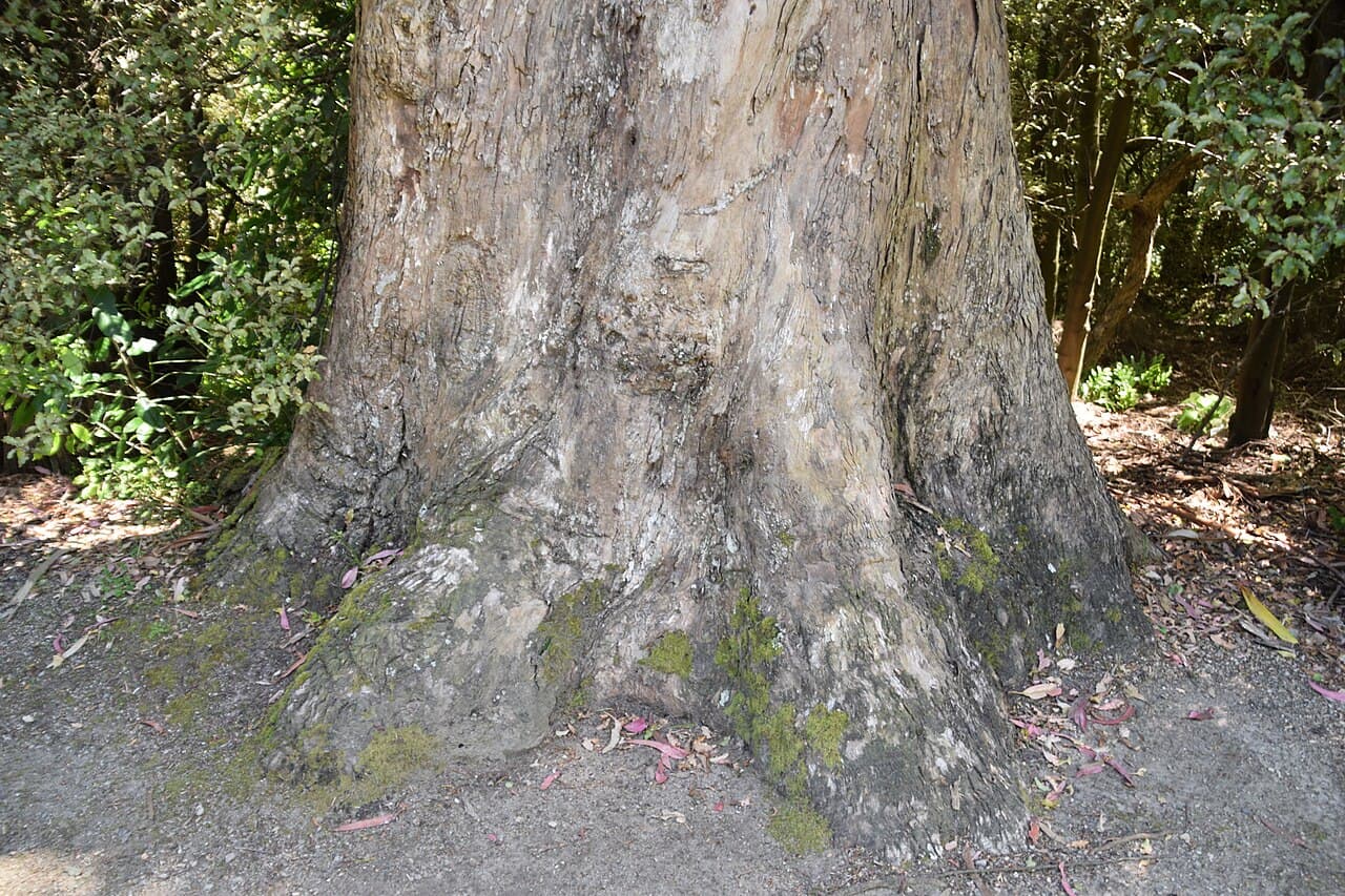 Eucalyptus