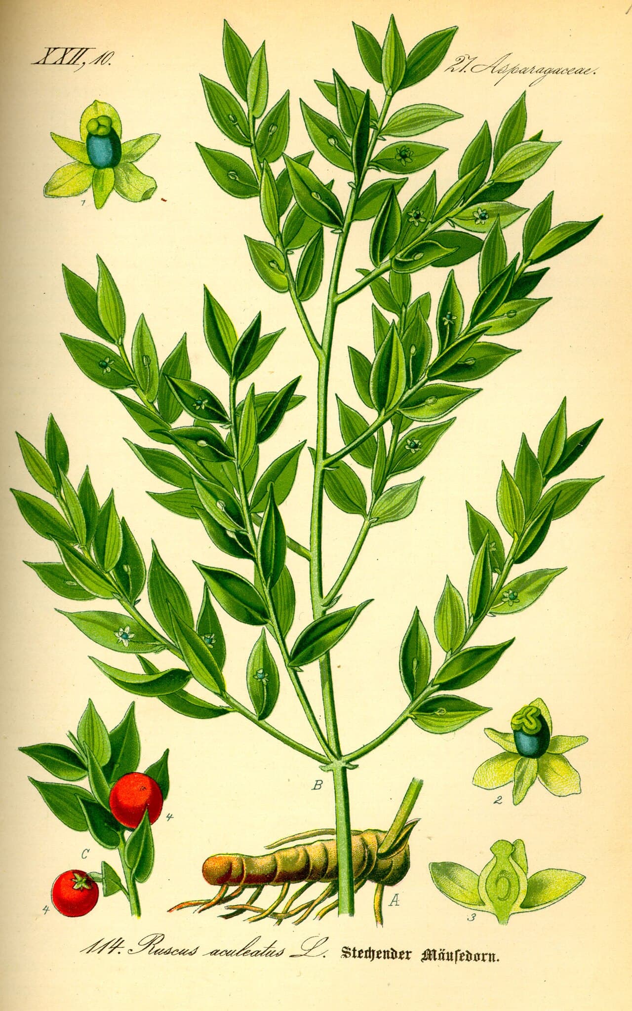 Petit houx (fragon)