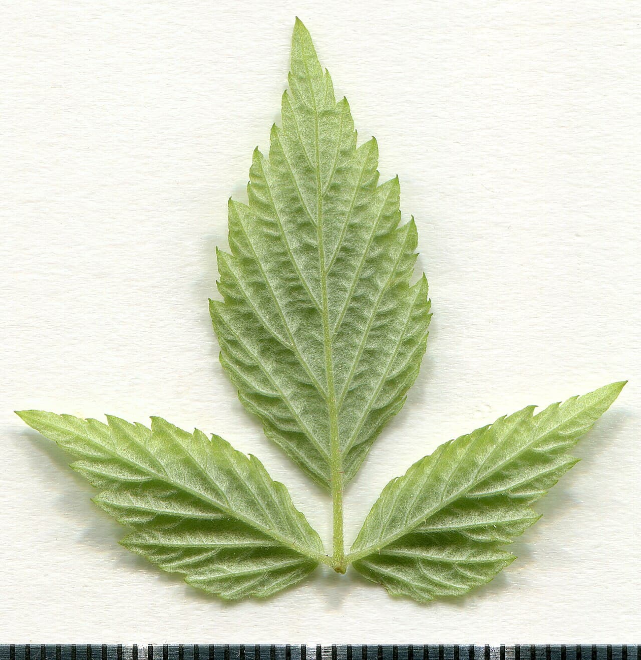 Framboisier (feuilles)