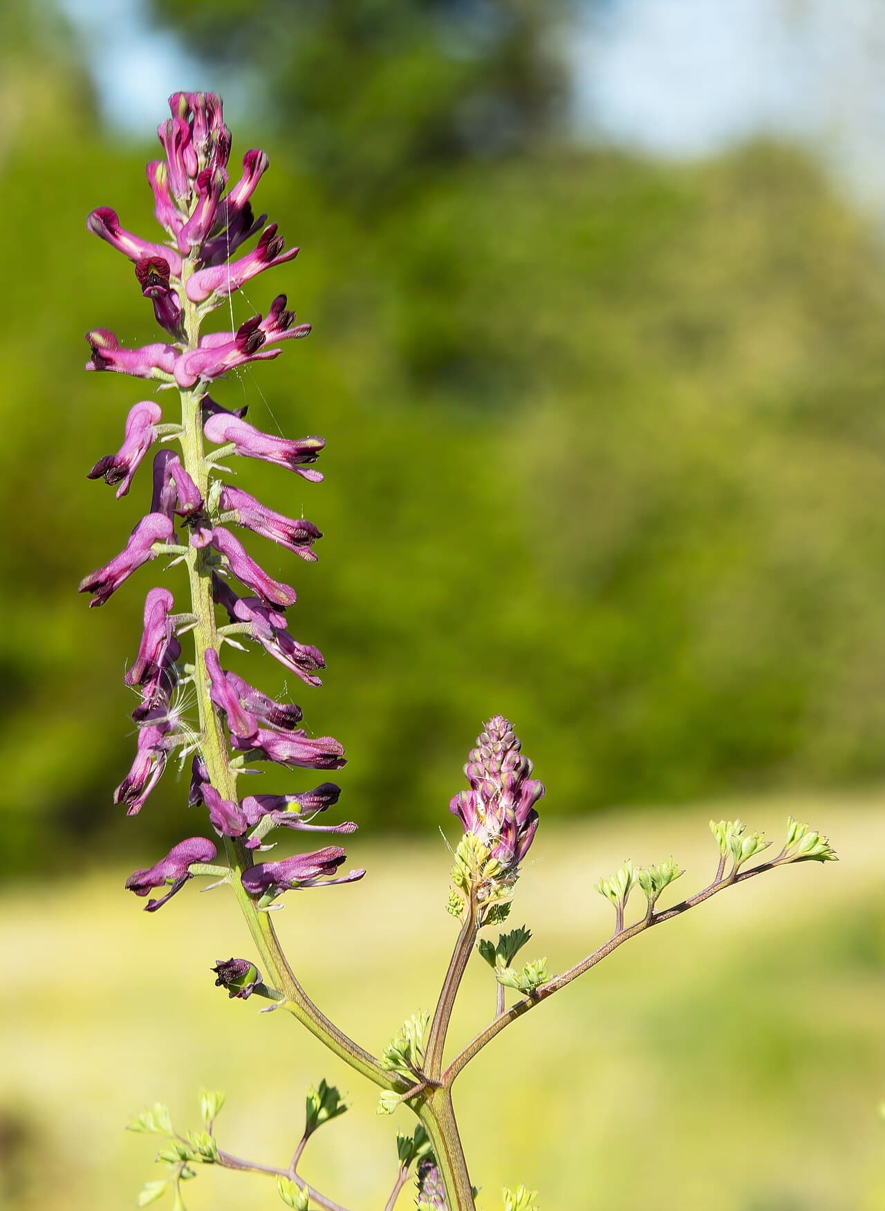 Fumeterre officinale (Fumaria officinalis)