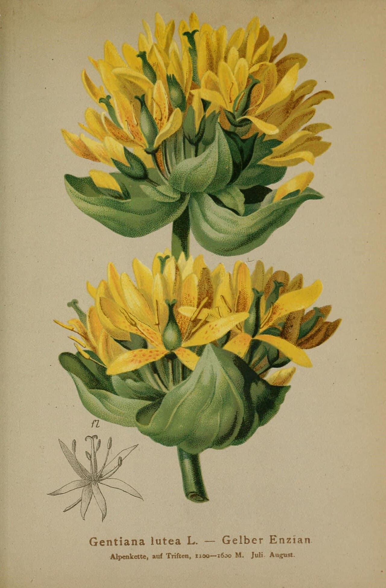 Gentiane jaune