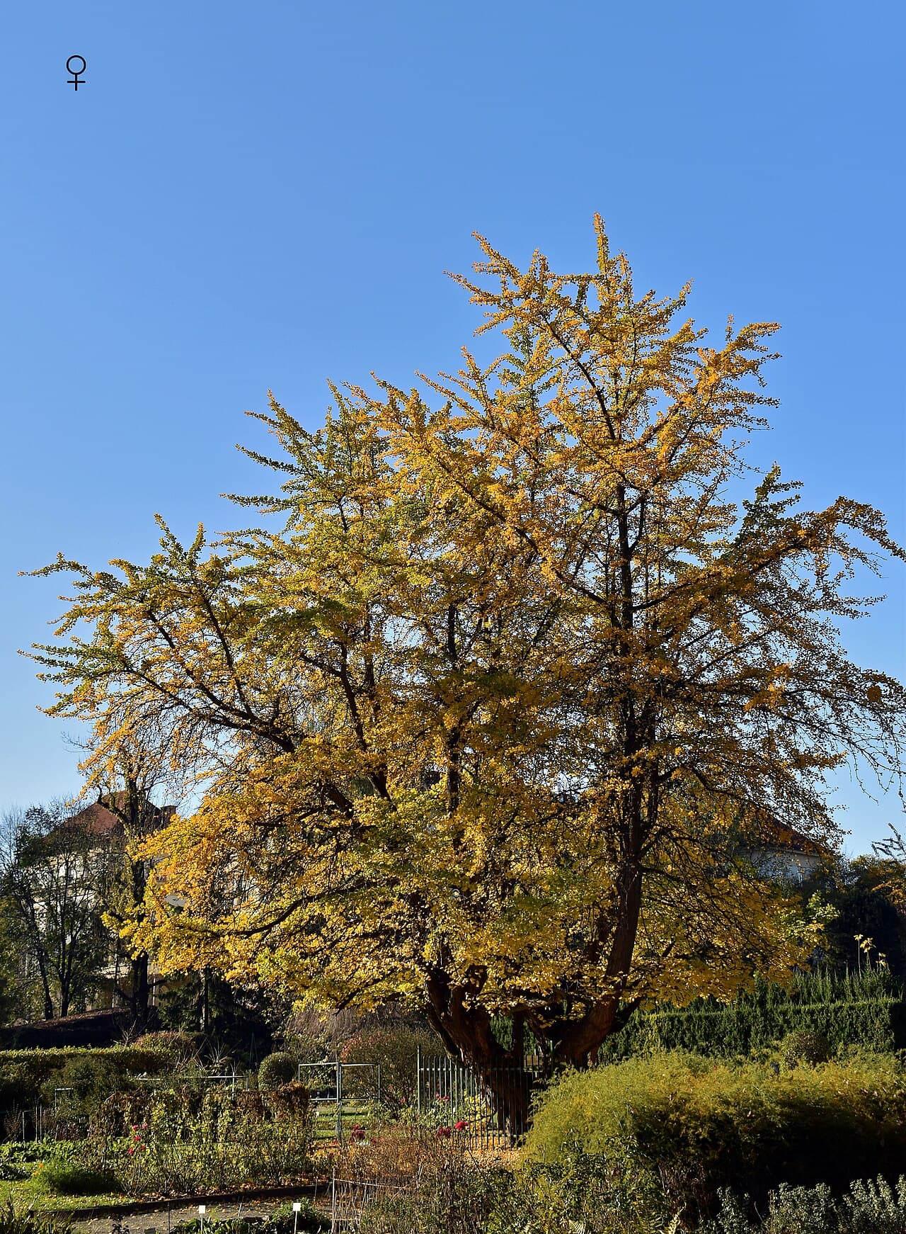 Ginkgo biloba