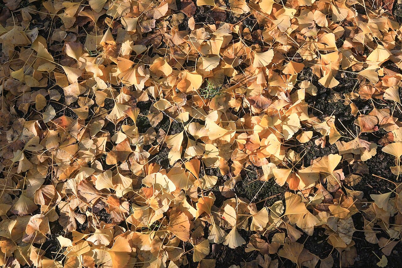 Ginkgo biloba : ce que les méta-analyses concluent réellement