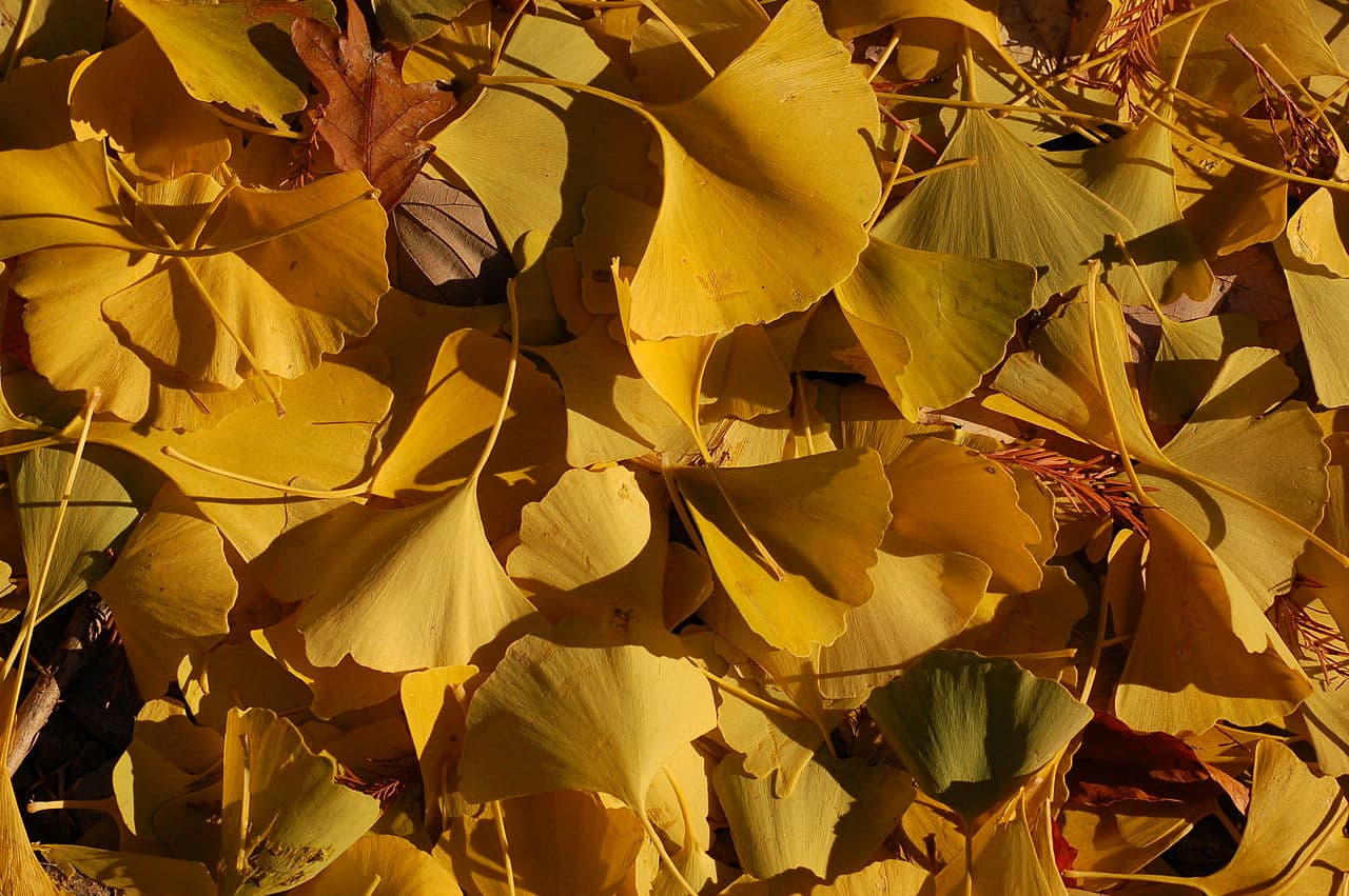 Ginkgo biloba