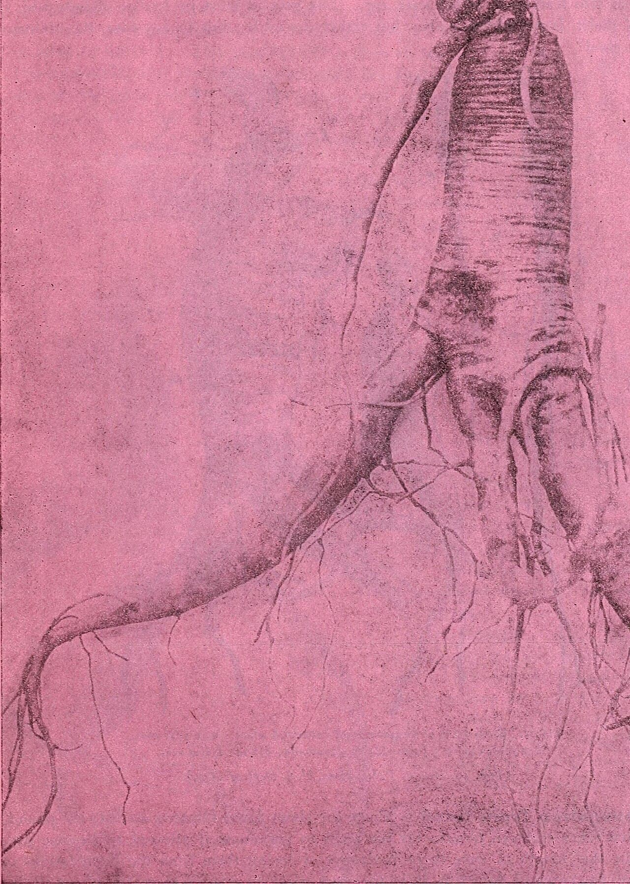 Ginseng (Panax ginseng)