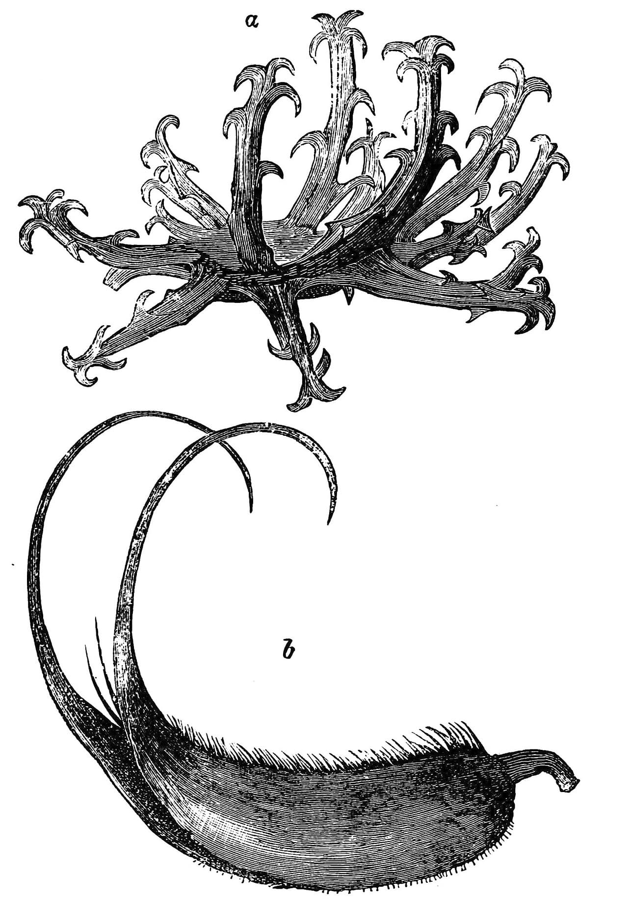 Harpagophytum