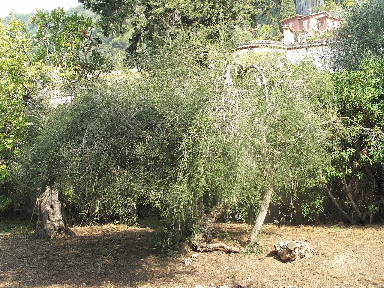 Arbre à thé (Melaleuca alternifolia)
