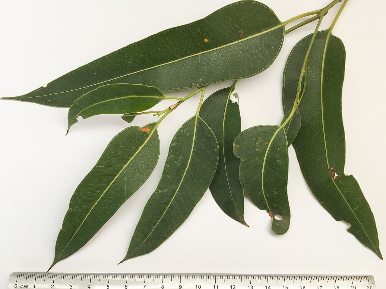 Feuilles d'eucalyptus