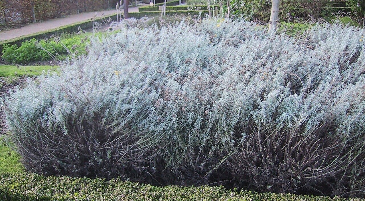 Fleurs d'hélichryse italienne (immortelle)