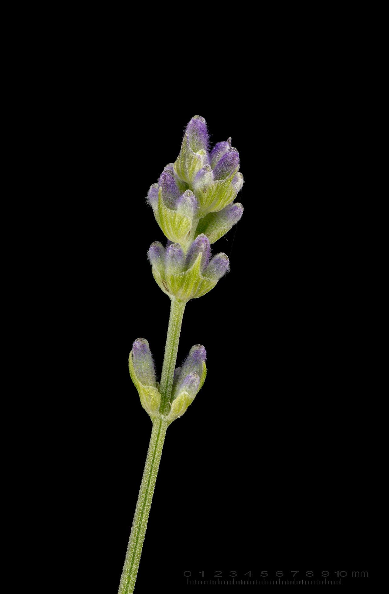 Fleurs de lavande vraie (Lavandula angustifolia)