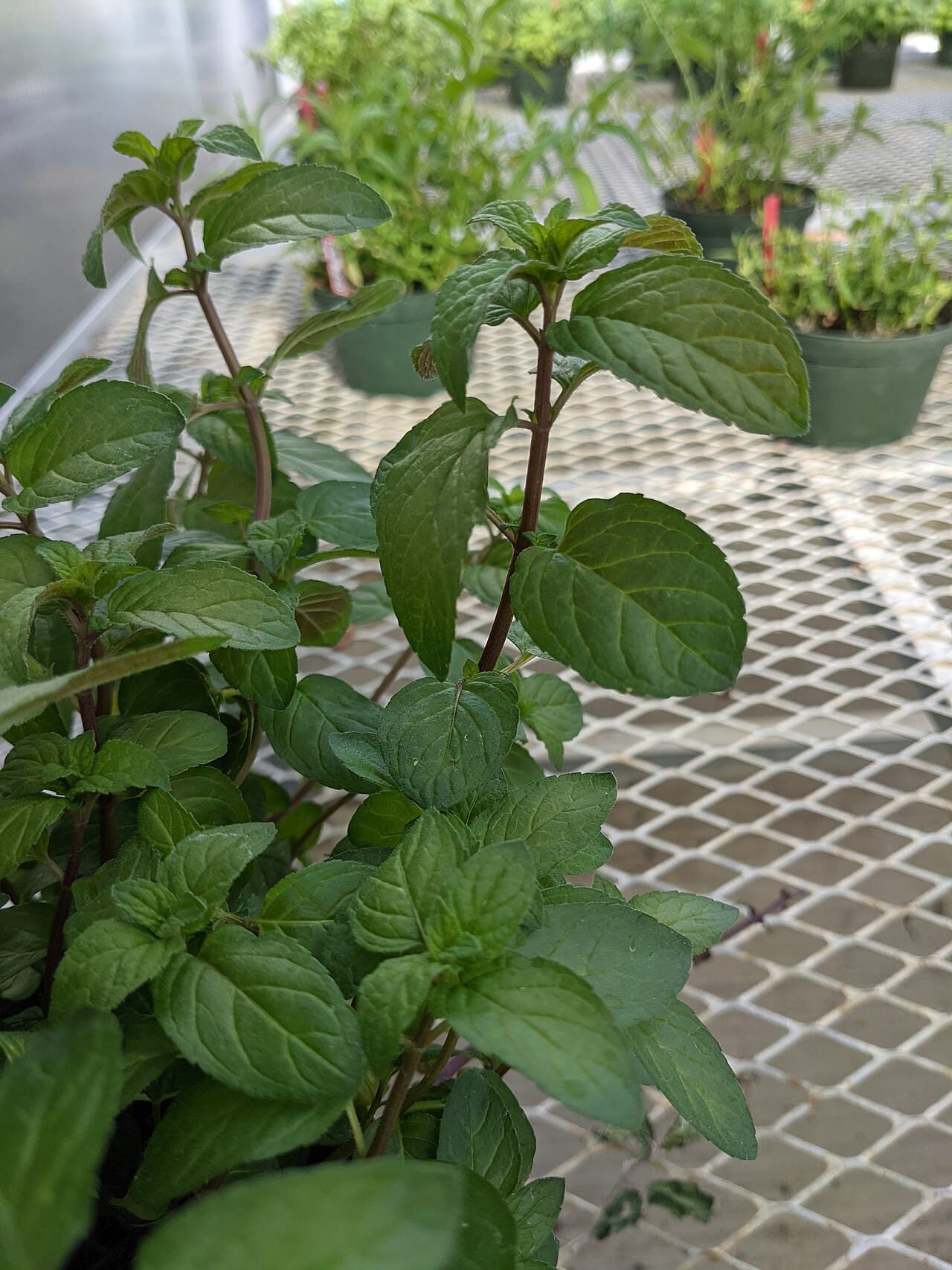Plant de menthe poivrée (Mentha piperita)