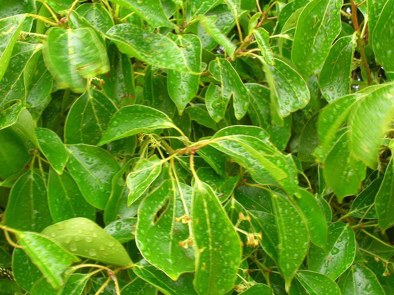 Feuilles de Cinnamomum camphora (ravintsara)