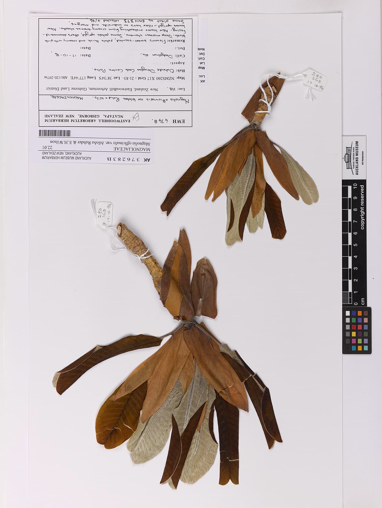 Magnolia officinalis