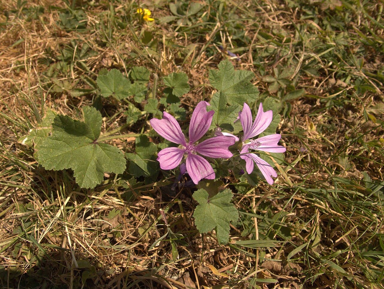 Mauve
