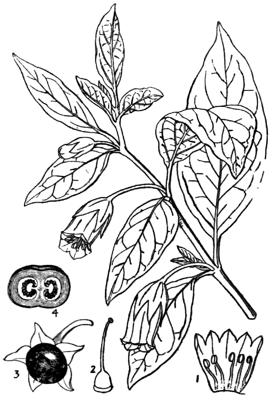 Mélisse (Melissa officinalis)