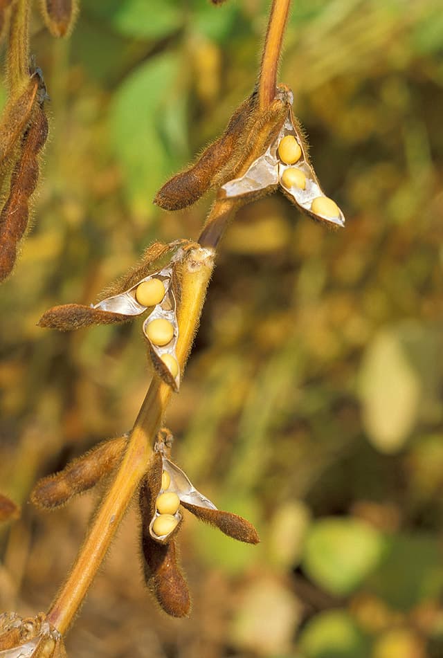 Soja, source de phyto-œstrogènes